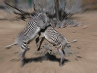 ZoomBlur-zebra-1